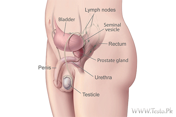 Enlarged Prostate